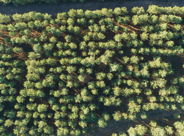 sustainability, trees, sustainability in the workplace